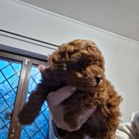 Cuccioli di barboncino
