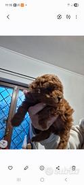 Cuccioli di barboncino