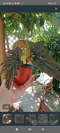 piante