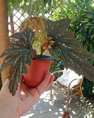 piante