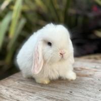 Cucciola coniglio minilop