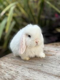 Cucciola coniglio minilop