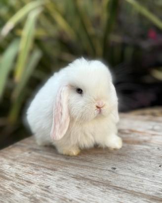 Cucciola coniglio minilop