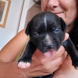 staffy
