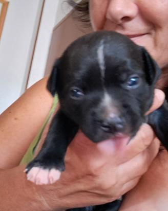 staffy