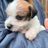 Jack russell