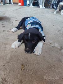 Border Collie cucciolo