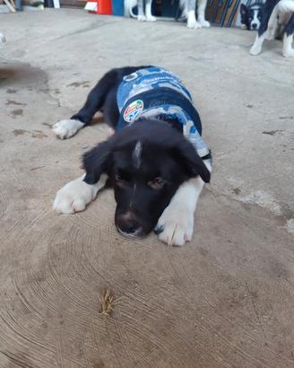 Border Collie cucciolo