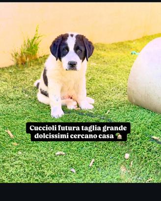 Cucciolo taglia grande 2 mesi e mezzo maschio