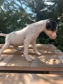 Jack Russell