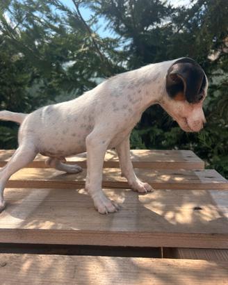 Jack Russell
