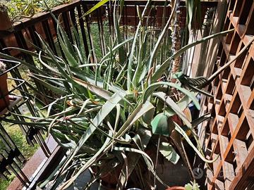 Aloe arborescens