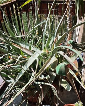 Aloe arborescens