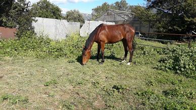 Puledra Maremmana Anam