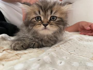 Persiano
