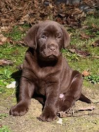 Labrador cioccolato