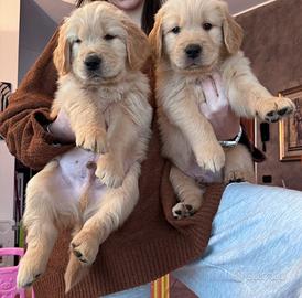 Golden retriever linea 100% americana