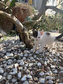 Gattini