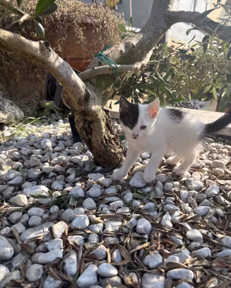 Gattini