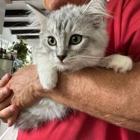 Femmina Cucciolo Gatto Siberiano pedigree