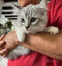 Femmina Cucciolo Gatto Siberiano pedigree