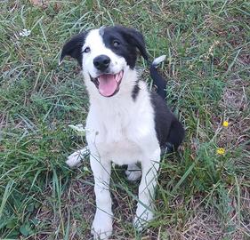 cuccioli di border collie 