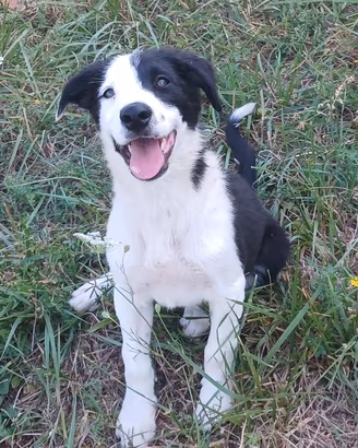 cuccioli di border collie 