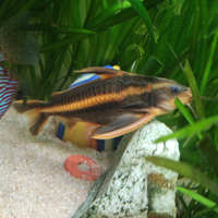 Pesce pulitore Platydoras