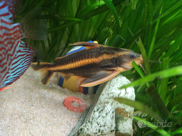 Pesce pulitore Platydoras
