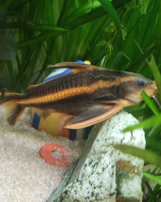 Pesce pulitore Platydoras