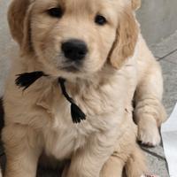 Cuccioli Golden retriever