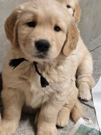 Cuccioli Golden retriever