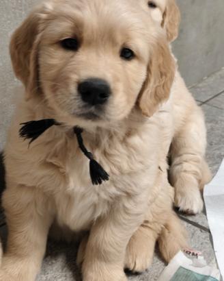 Cuccioli Golden retriever