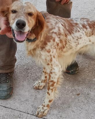 Cucciola femmina di setter inglese