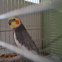 Calopsita allevata a mano