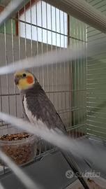 Calopsita allevata a mano