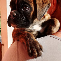 Diponibil3 cucciolo di boxer