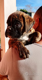 Diponibil3 cucciolo di boxer