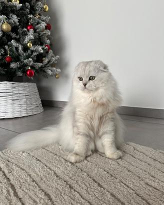 Scottish fold maschio per accoppiamento