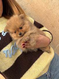 Spitz Pomerania Mini Toy