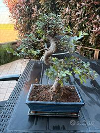 Olmo zelkova bonsai