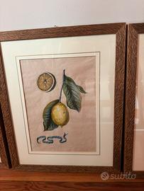 Set 6 Quadri Botanici Vintage