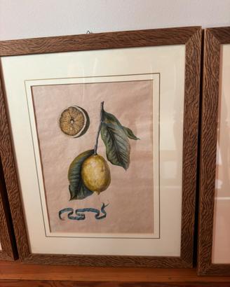 Set 6 Quadri Botanici Vintage