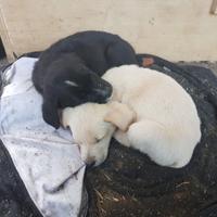 Cuccioli di due mesi