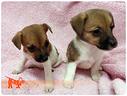 cuccioli-di-jack-russel-terrier