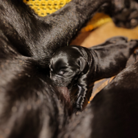 Cagnolino labrador