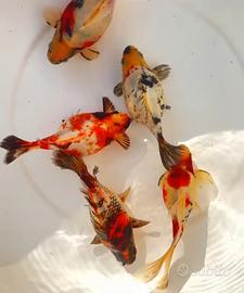 Tamasaba calico