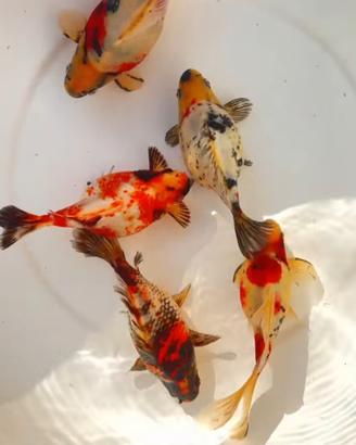 Tamasaba calico