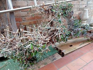 Tronco di Ulivo