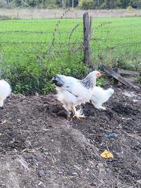 gallo gallina brahma bianco columbia